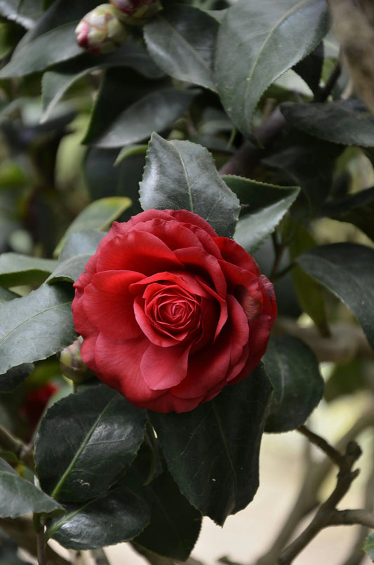 Embrace the Rituals of Beauty with PITRA's Saumya Rose Mist: A Timeless Secret